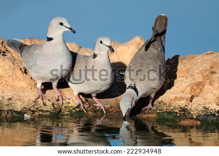 Cape turtle doves (Streptopelia capicola) drinking water, Kalahari desert, South Africa
