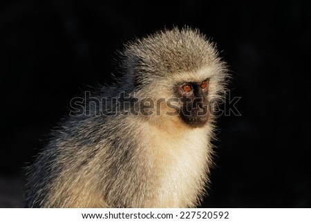 Portrait of a vervet monkey (Cercopithecus aethiops) against a dark background, South Africa