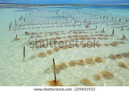 Seaweed farming in the clear coastal waters of Zanzibar island