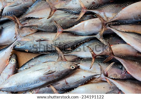 A catch of fishes on a fish market, Zanzibar island