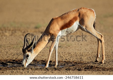 A springbok antelope (Antidorcas marsupialis) drinking water, Kalahari desert, South Africa