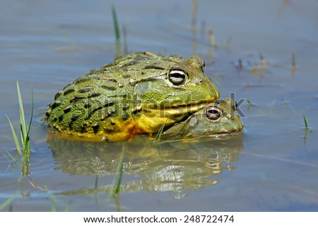A pair of African giant bullfrogs (Pyxicephalus adspersus) mating, South Africa