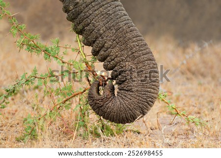 Close-up of the trunk of a feeding African elephant (Loxodonta africana), South Africa
