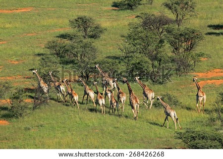 Aerial view of a herd of giraffes (Giraffa camelopardalis) in natural habitat, South Africa