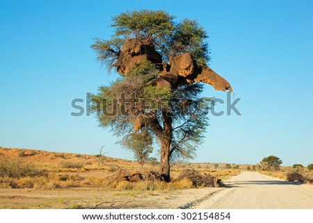 African Acacia tree with communal nest of sociable weavers (Philetairus socius), Kalahari, South Africa