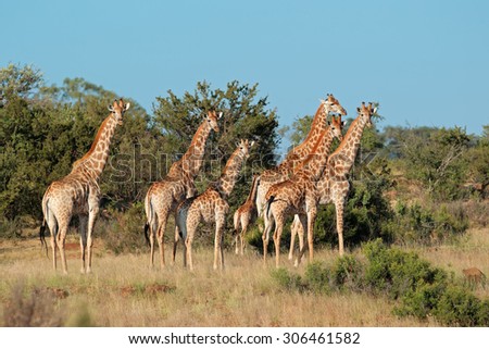 Small herd of giraffes (Giraffa camelopardalis) in natural habitat, South Africa