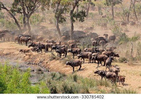Large herd of African buffaloes (Syncerus caffer) at a river, Kruger National Park, South Africa