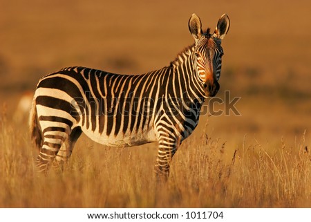 Zebra Mountain