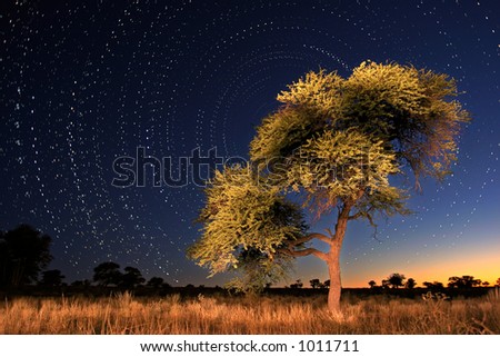 Thorn Acacia Tree