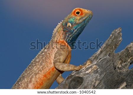 agama aculeata