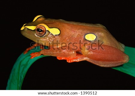 African Reed Frog