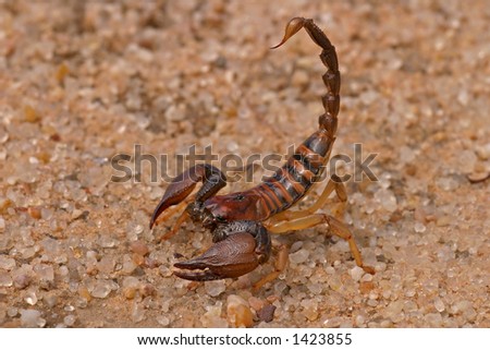 South African Scorpions