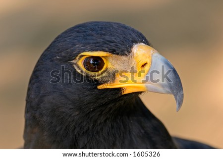 Portrait of a black eagle (Aguila verreauxii), South Africa