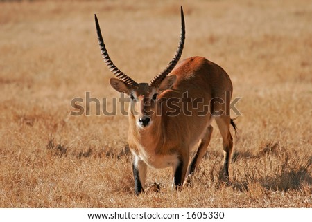 A male red lechwe antelope (Kobus leche), southern Africa