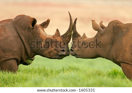Portrait of two white (square-lipped) rhinoceros (Ceratotherium simum), South Africa