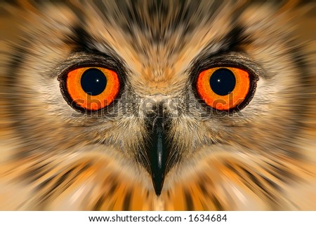 Digitally enhanced portrait of an owl