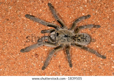 Namibian Spiders