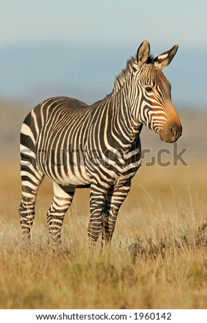 Zebra Mountain