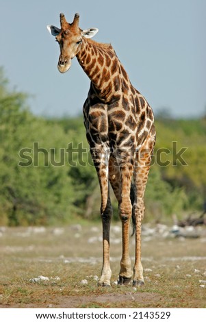 A large giraffe bull  (Giraffa camelopardalis), Etosha National Park, Namibia