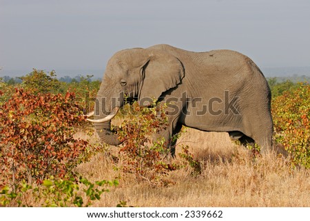 African elephant (Loxodonta africana) feeding on mopane trees, Kruger National Park, South Africa