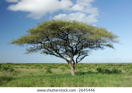 African landscape with an African Acacia tree (Acacia tortilis), Mkuze game reserve, South Africa