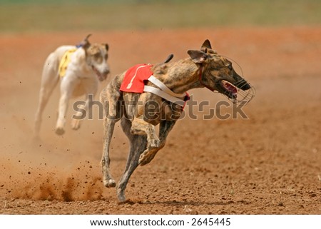 Greyhound at full speed during a race