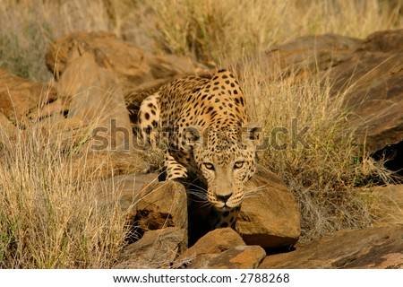 Stalking male leopard (Panthera pardus), Namibia, southern Africa