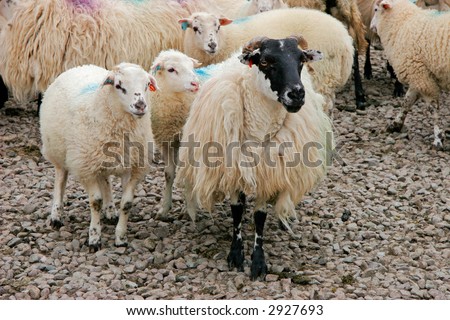 Black-headed Irish mountain sheep ewe with lambs