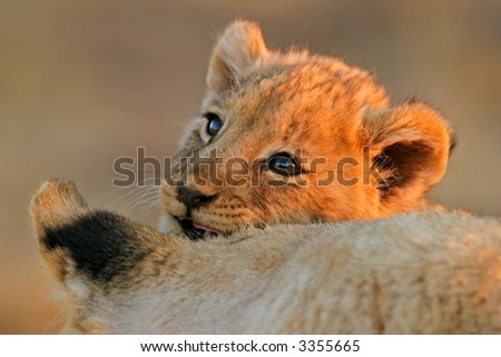 Portrait of a young African lion cub (Panthera leo) with its mother