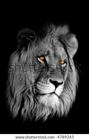 african lion face. African lion (Panthera leo