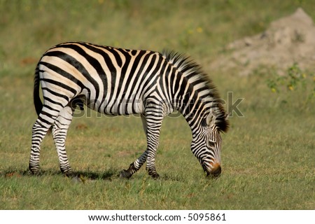 Plains (Burchells) Zebra (Equus quagga), Hwange National Park, Zimbabwe, southern Africa