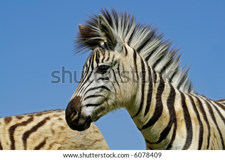 Portrait of a Plains (Burchell\'s) Zebra (Equus quagga), Mokala National Park, South Africa
