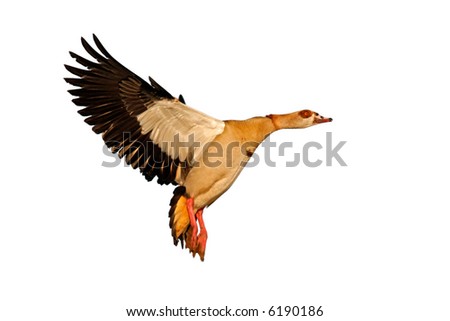Egyptian goose (Alopochen aegyptiacus) in flight, isolated on white