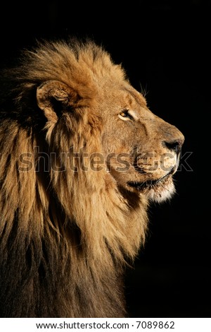 african lion wallpaper. african lion face. of a big