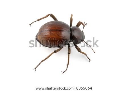 African Beetle