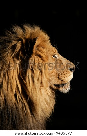 african lion. of a big male African lion