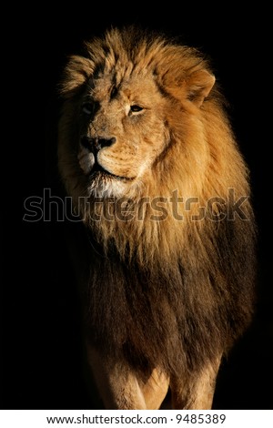 african lion face. of a big male African lion