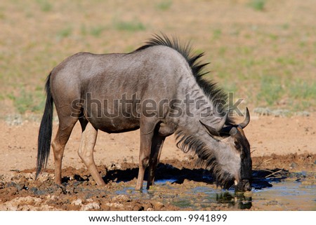Blue wildebeest (Connochaetes taurinus) drinking water, Kalahari desert, South Africa