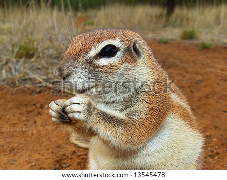 Close-up of a feeding ground squirrel (Xerus inaurus), Kalahari desert, South Africa