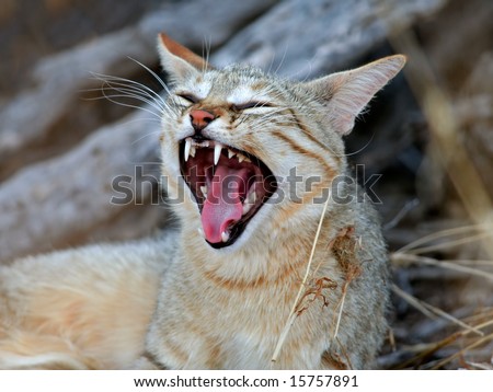Cat In Desert. An African wild cat (Felis