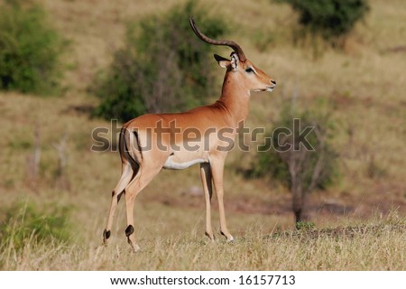 A male Impala antelope (Aepyceros melampus), Chobe National Park, Botswana, southern Africa