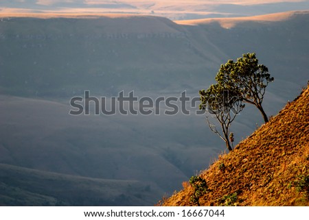 Trees on a steep slope of the Drakensberg mountains, Giants Castle National Park, South Africa