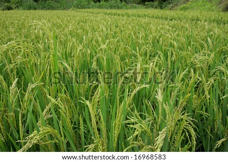Rice field with mature rice plants, China