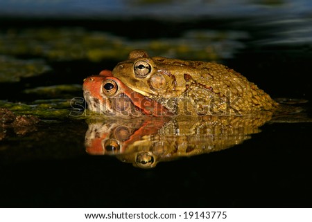 South African Toads