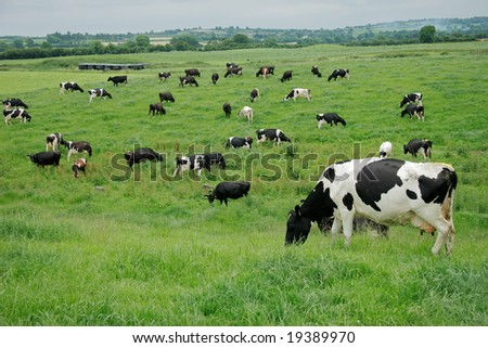 holstein dairy cow. (Holstein) dairy cows