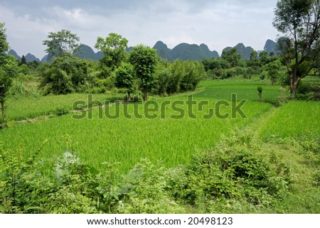 Rural Chinese landscape near Yangshuo with lush green rice fields