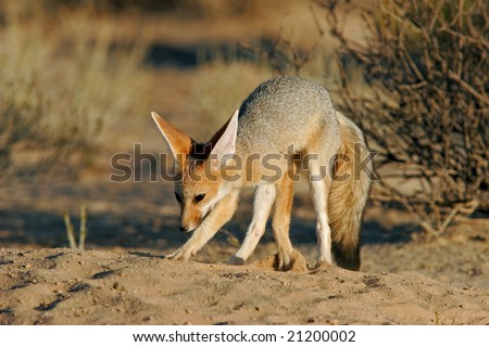 Cape fox (Vulpes chama) in front of burrow, Kalahari desert, South Africa