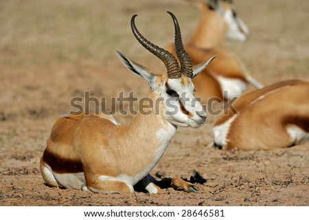 a springbok