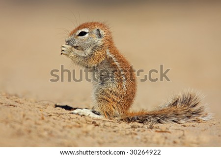 Feeding ground squirrel (Xerus inaurus), Kalahari desert, South Africa