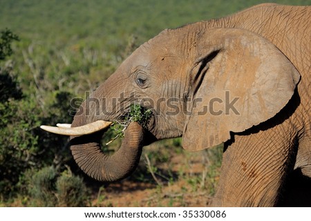 Feeding African elephant (Loxodonta africana), Addo Elephant National park, South Africa